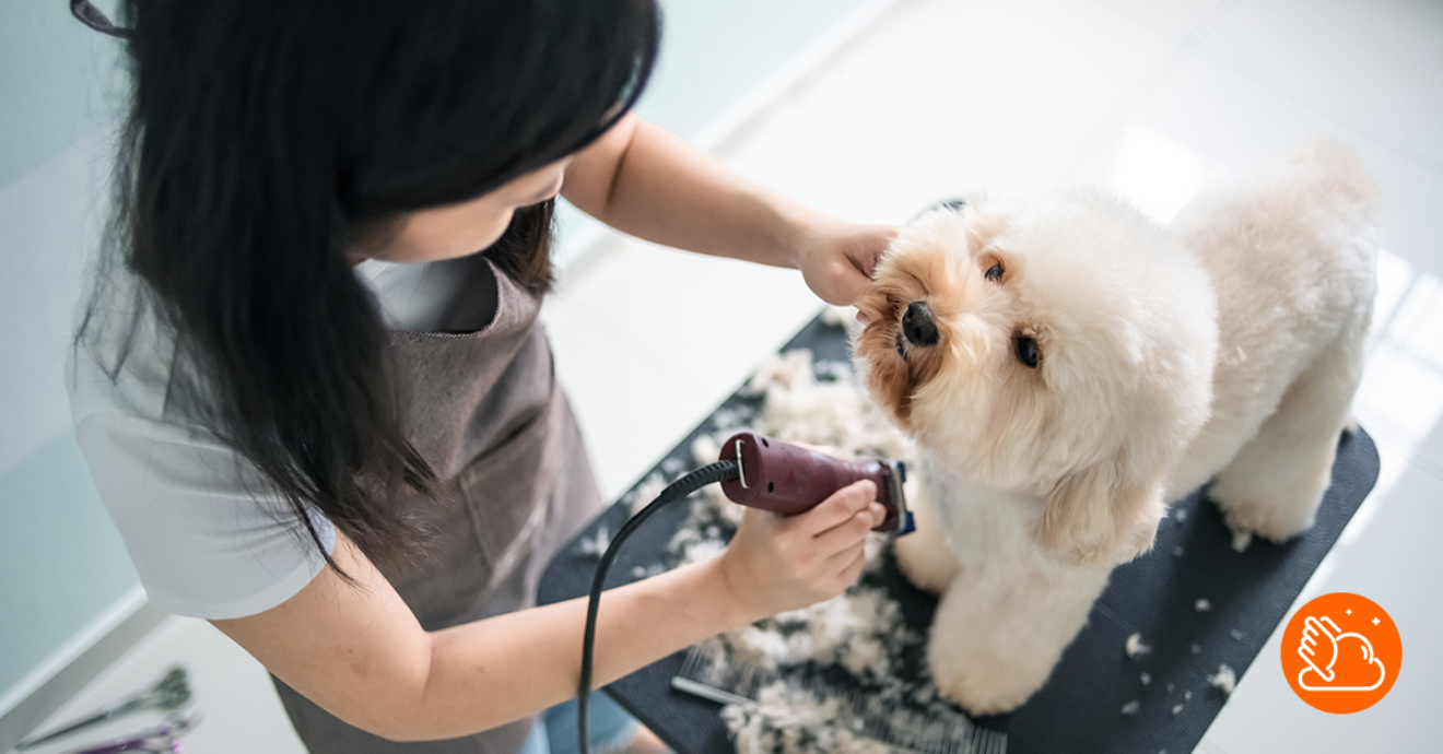 What is A to C pet groomer qualifation? Monthly of groomers